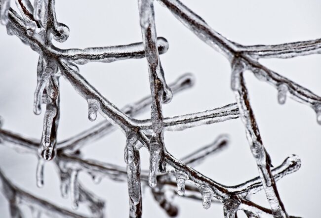 Ice-covered branches with icicles, representing winter conditions and the importance of freeze-proofing homes for plumbing safety.